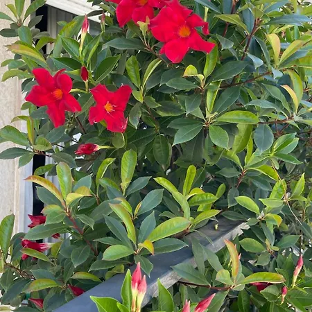 Dimora Francesca 3* 孔韦尔萨诺